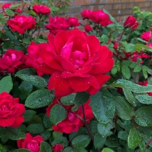 Meet your Posher, Viviana